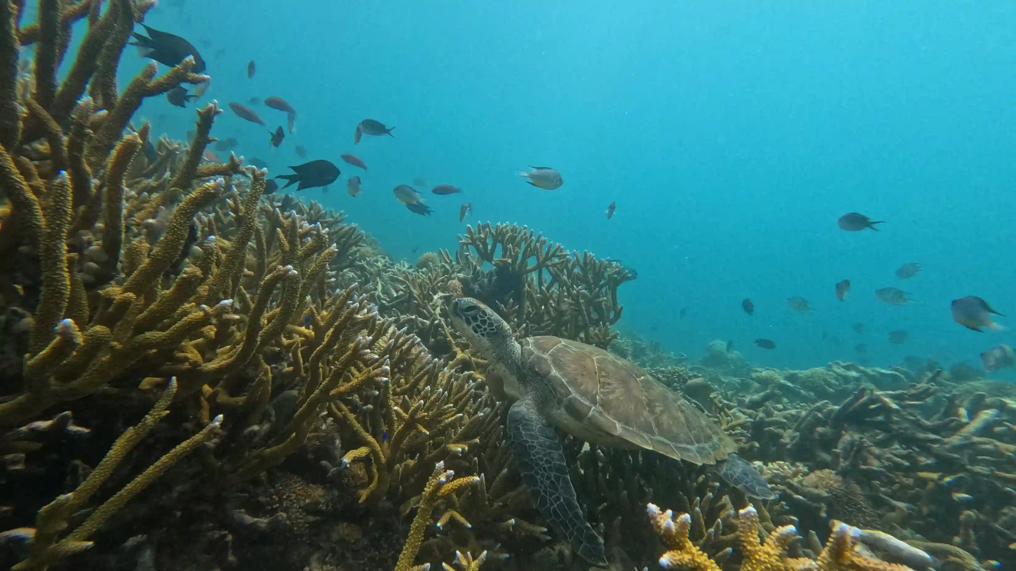 A turtle over hard coral on a Komodo reef