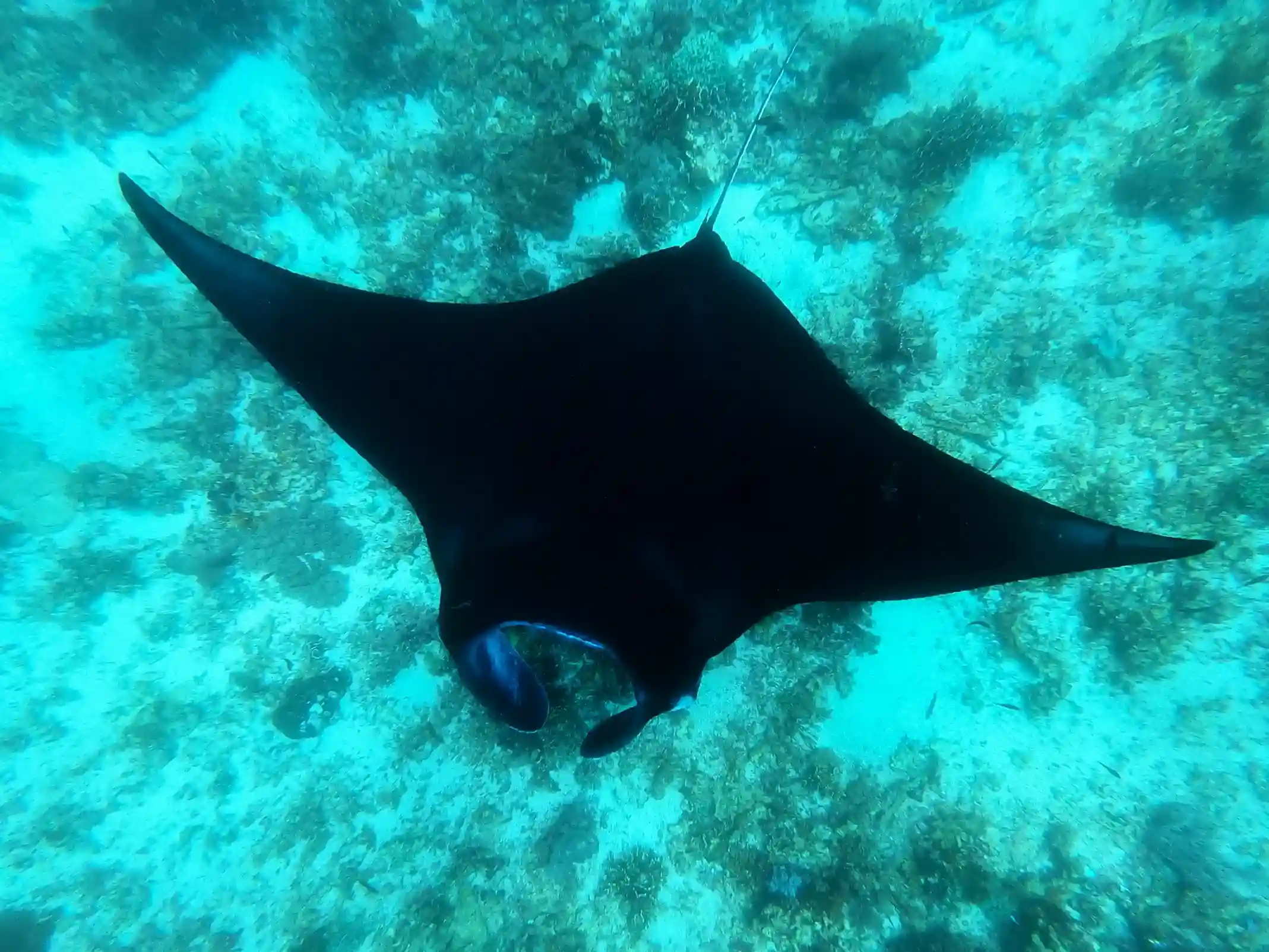 A manta ray gliding over a cleaning station in Komodo