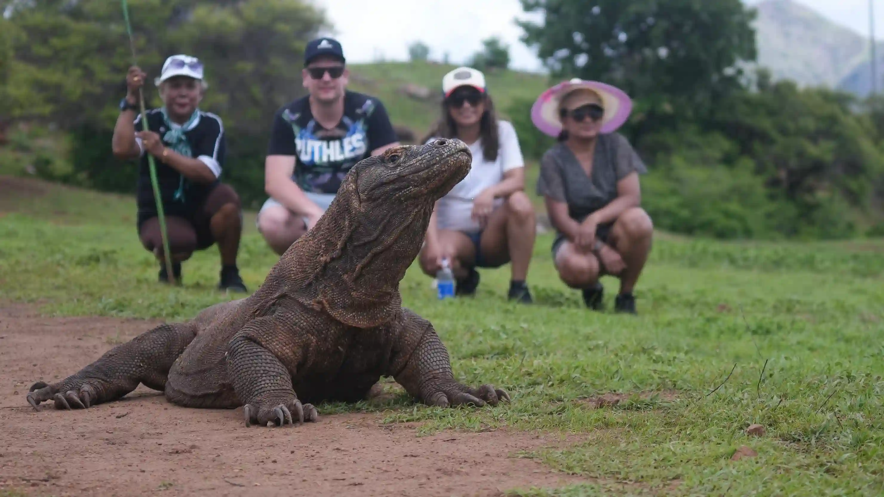 A Komodo dragon with a ranger-led group at a safe distance