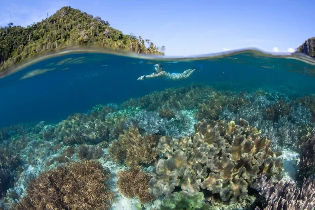 A snorkeller above a shallow coral garden, half above and half below the waterline