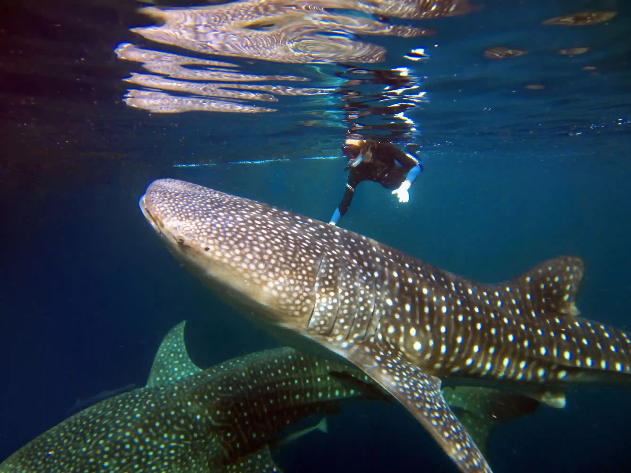 A whale shark beside a snorkeller in Saleh Bay