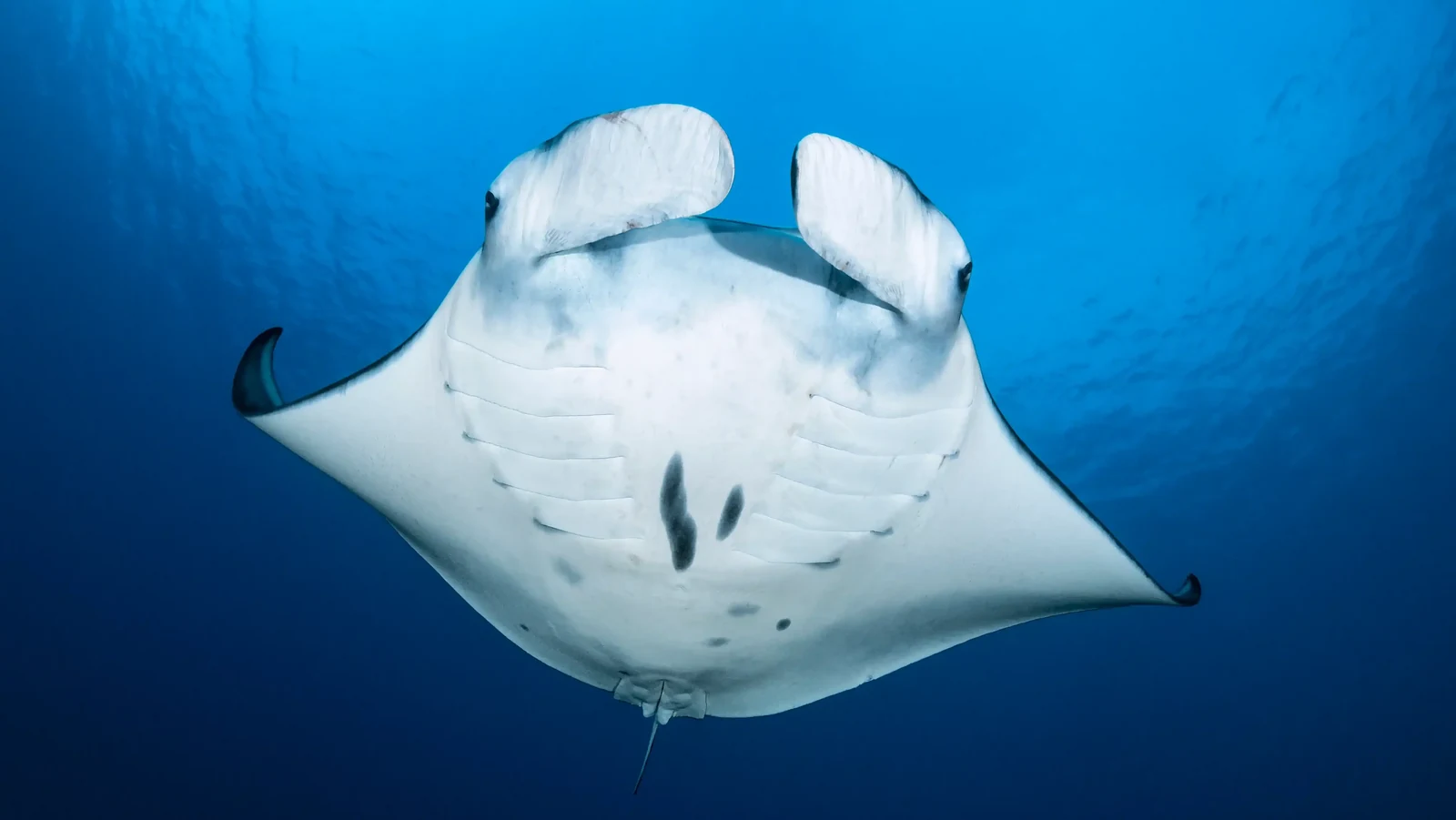 Manta Point, Castle Rock, Crystal Rock and Batu Bolong dive planning