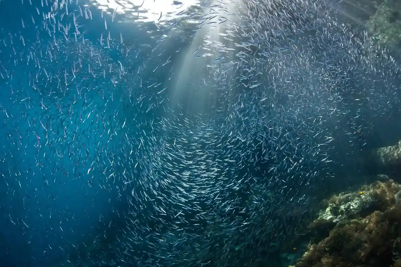 2027’s Top Luxury Marine Activities in Flores